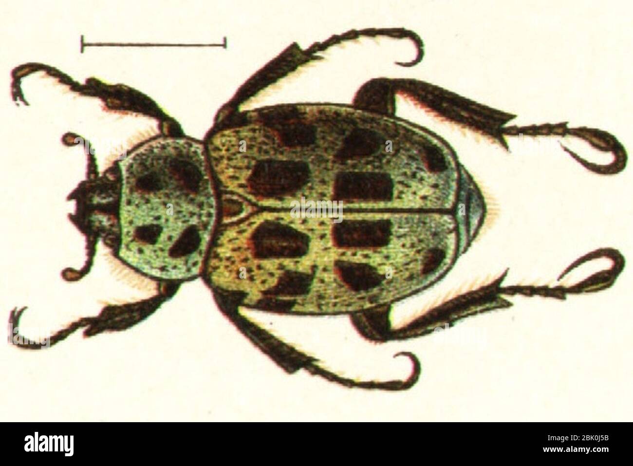 Hoplia aureola Jacobs34. Stock Photo