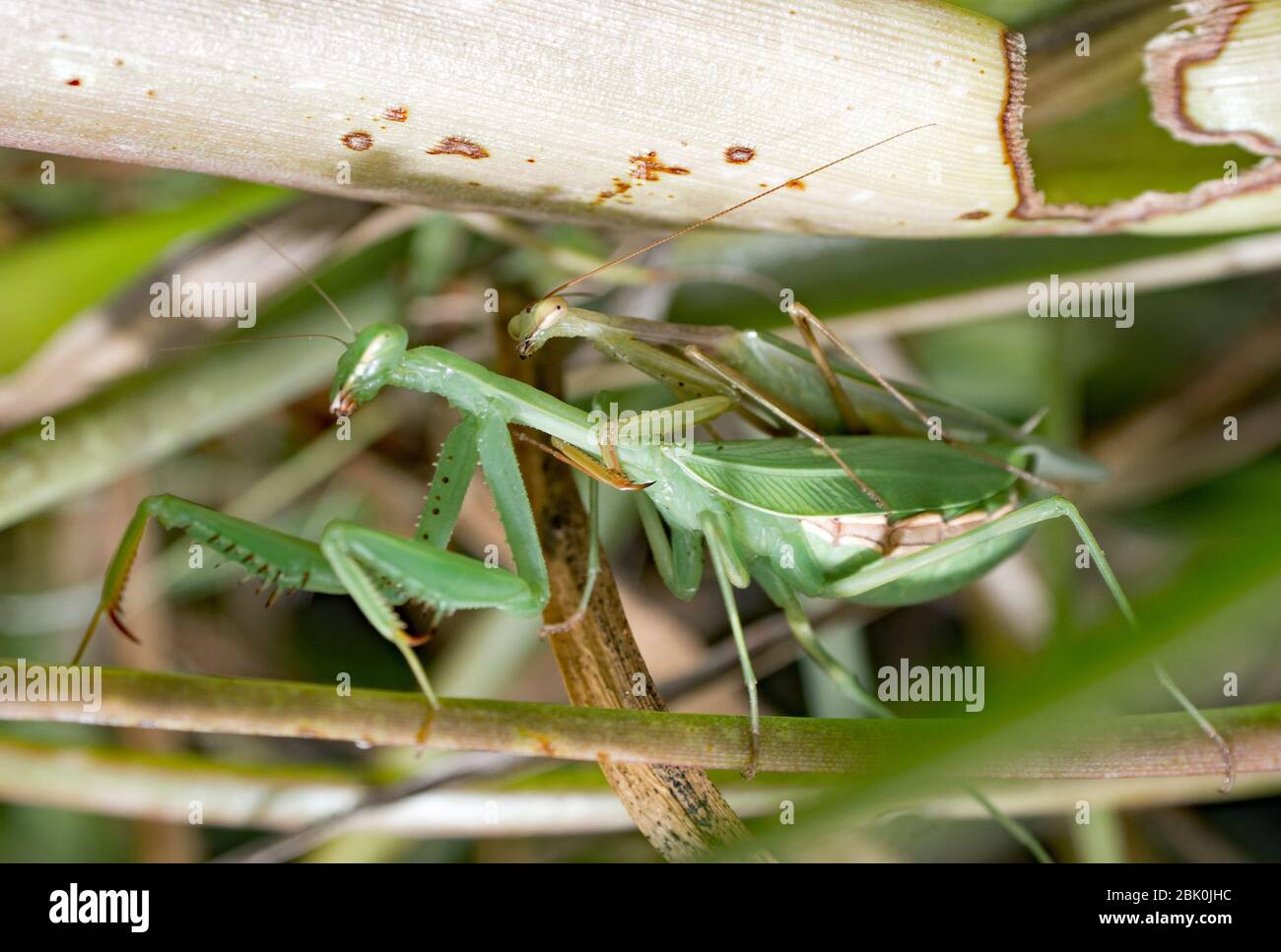 Praying Mantis Mating Stock Photo