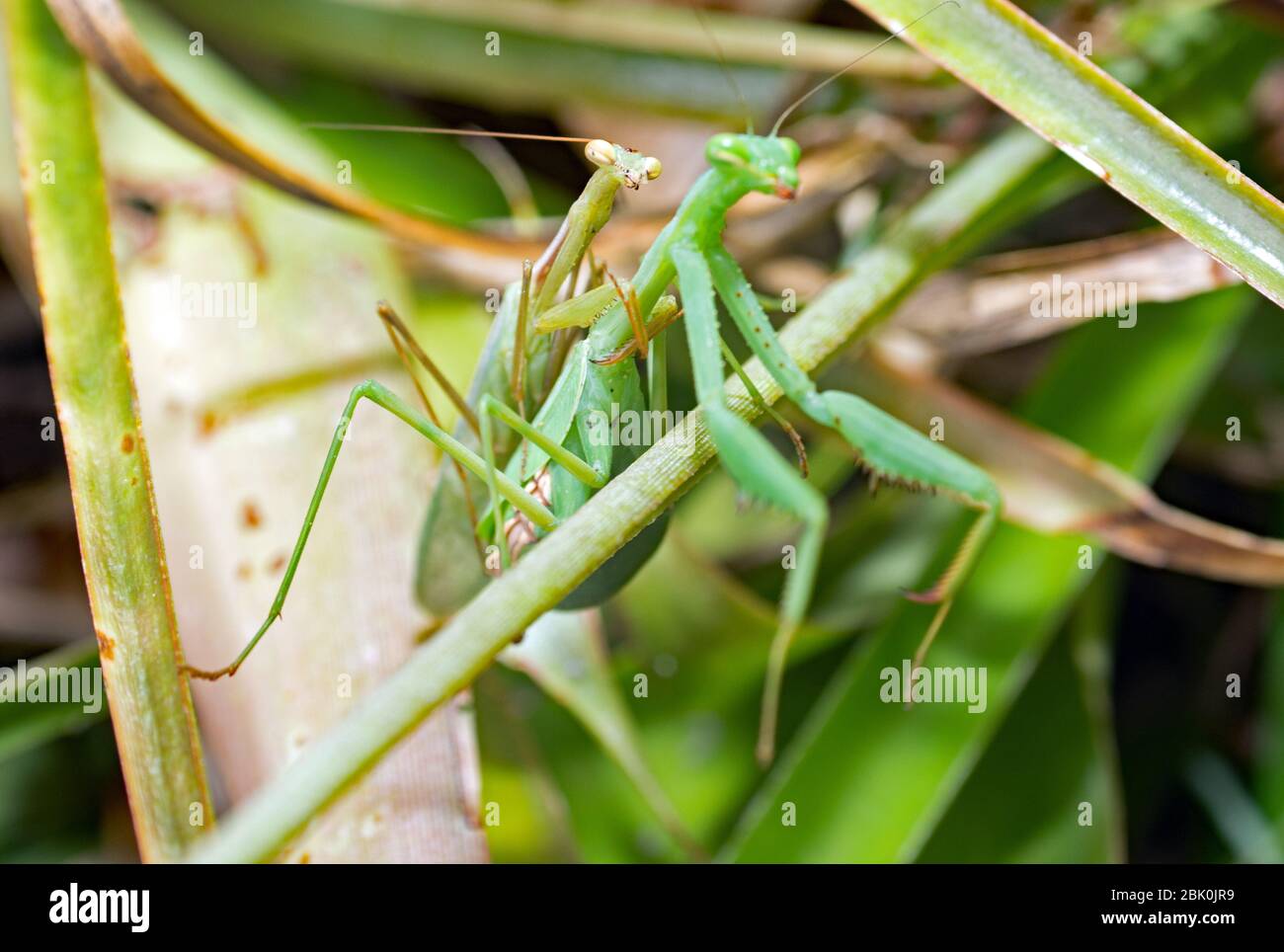 Praying Mantis Mating Stock Photo