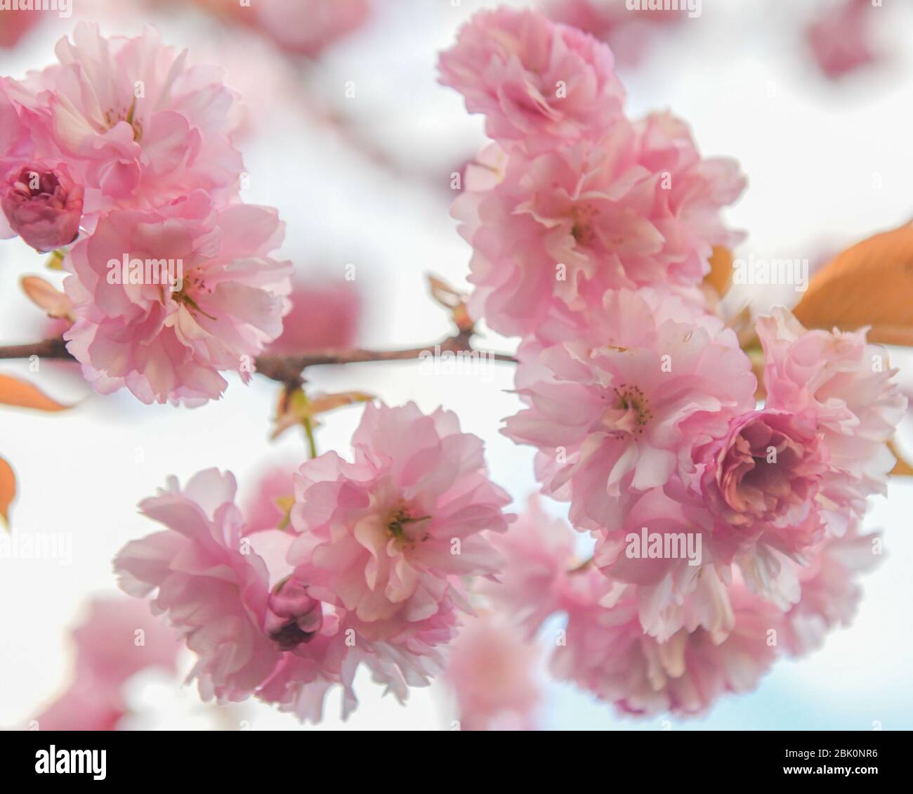Cherry tree blossoms - Prunus serrulata flower - double cherry tree blossom - Kwanzan tree - Japanese Cherry tree aka. Oriental Cherry tree flowers Stock Photo