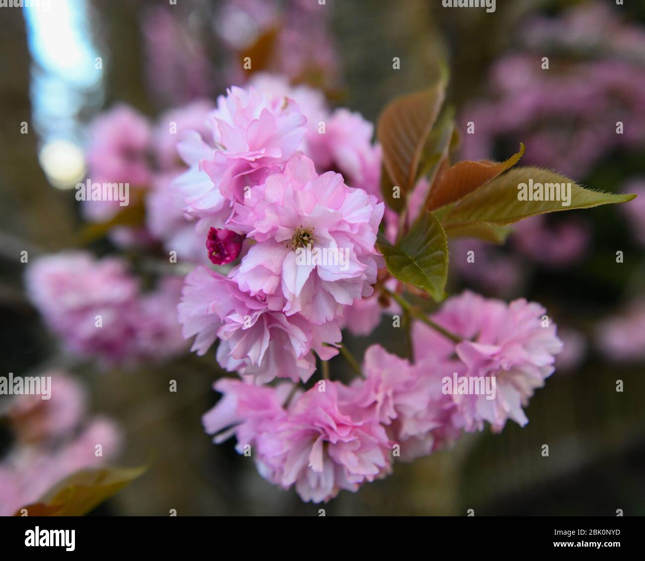 Cherry tree blossoms - Prunus serrulata flower - double cherry tree blossom - Kwanzan tree - Japanese Cherry tree aka. Oriental Cherry tree flowers Stock Photo