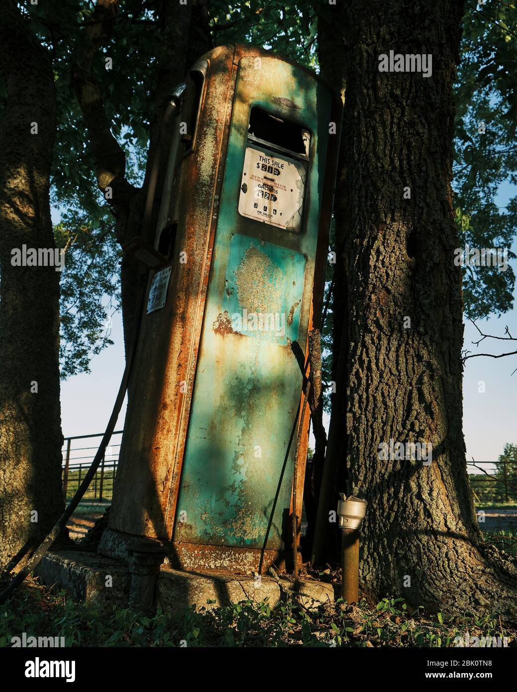 Old Vintage Or Antique Gas Pump Stuck Between Two Grown Trees Stock 