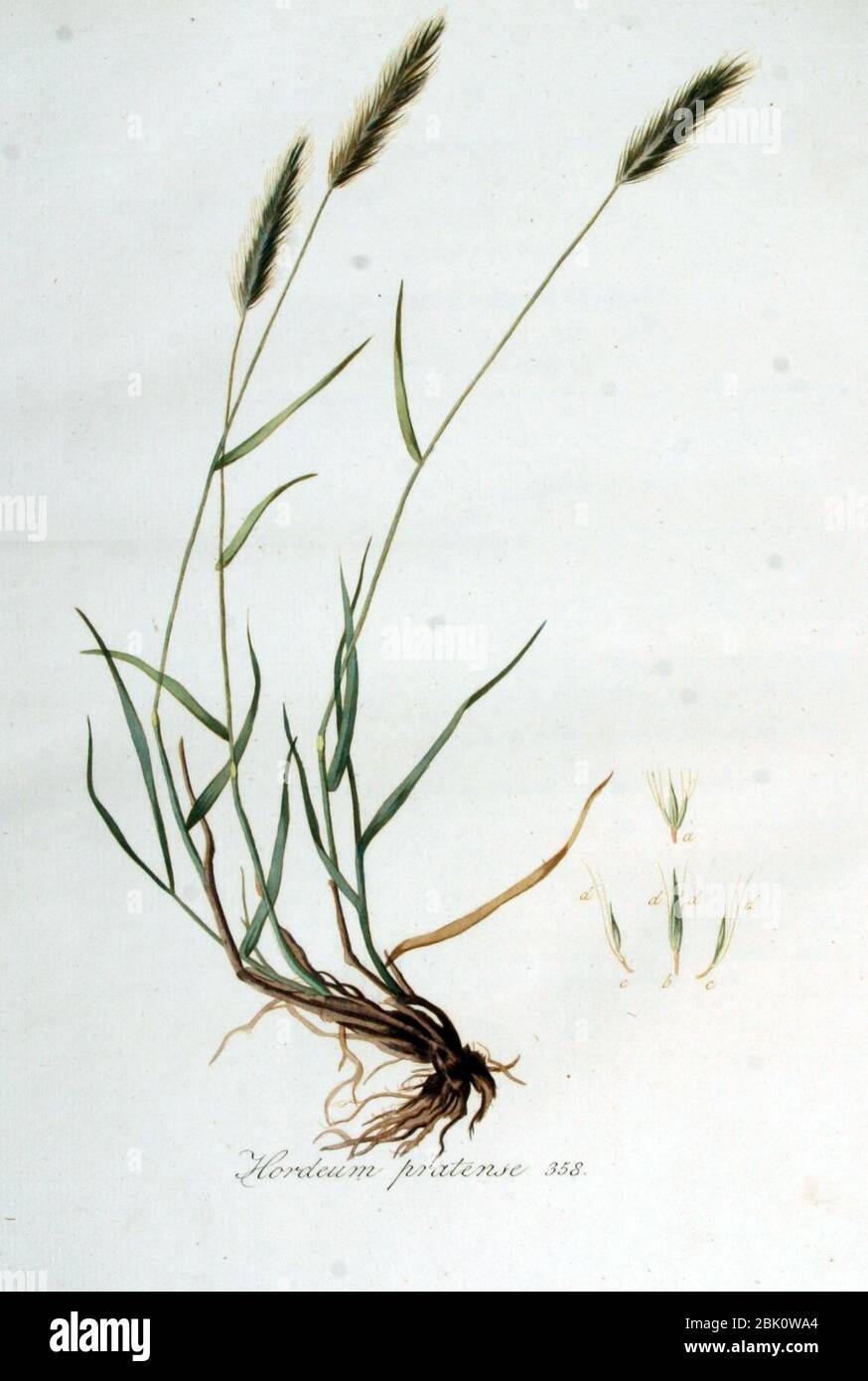 Hordeum pratense — Flora Batava — Volume v5. Stock Photo