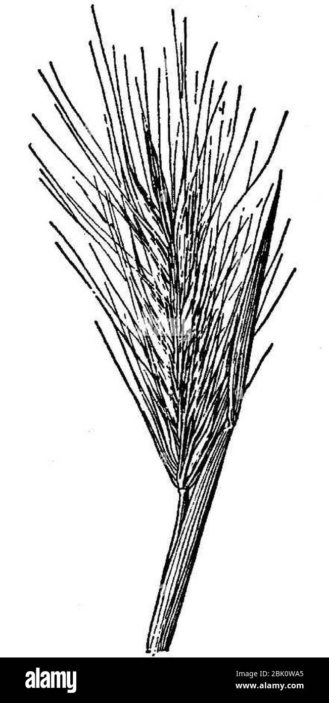 Hordeum arizonicum HC-1950. Stock Photo