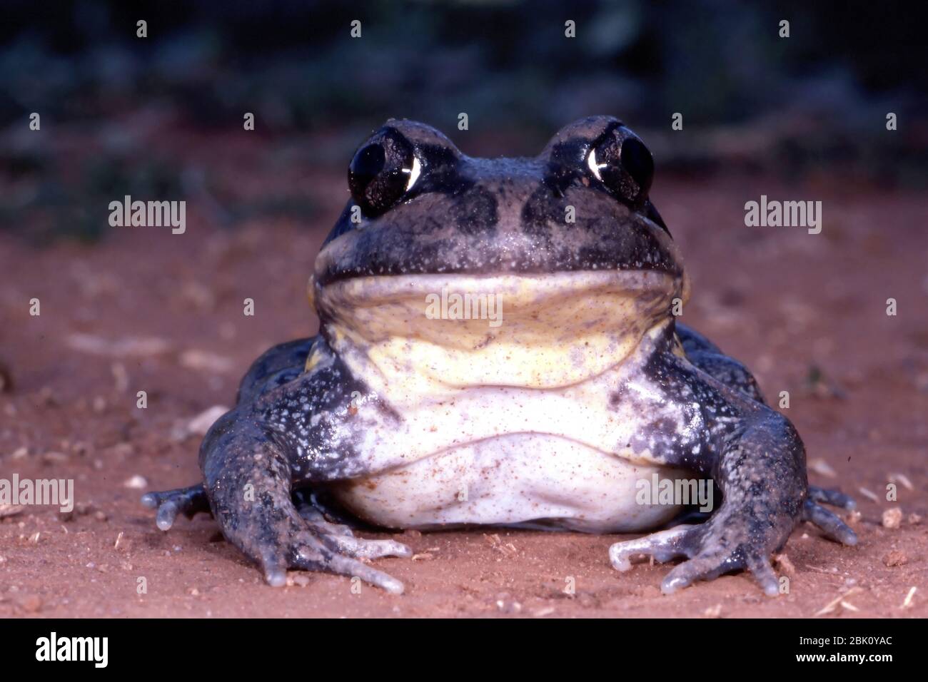 Giant banjo frog hires stock photography and images Alamy