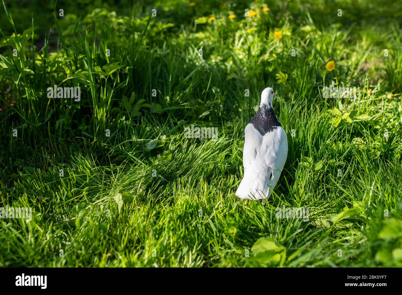 White dove walks on the green grass of the backyard lit by the summer