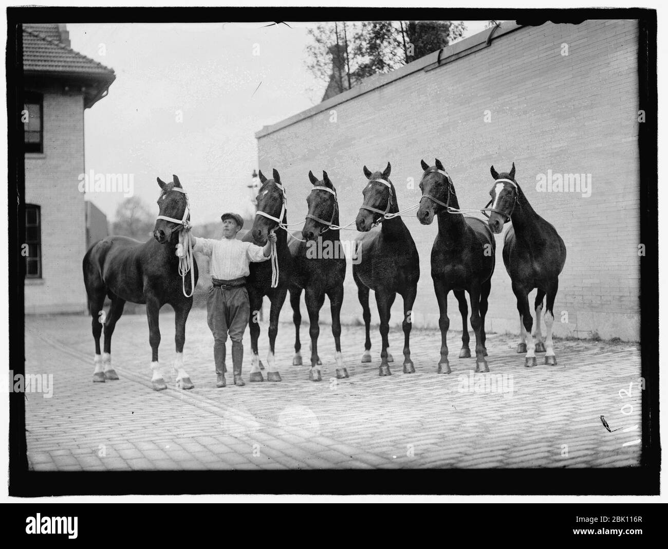 HORSE SHOWS. McLEAN HORSES Stock Photo Alamy