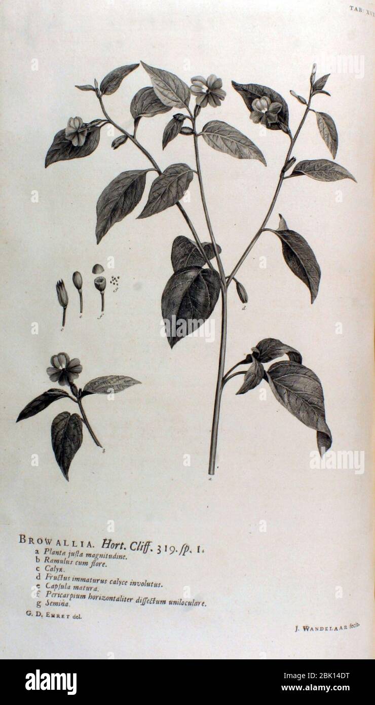 Hortus Cliffortianus-Browallia. Stock Photo