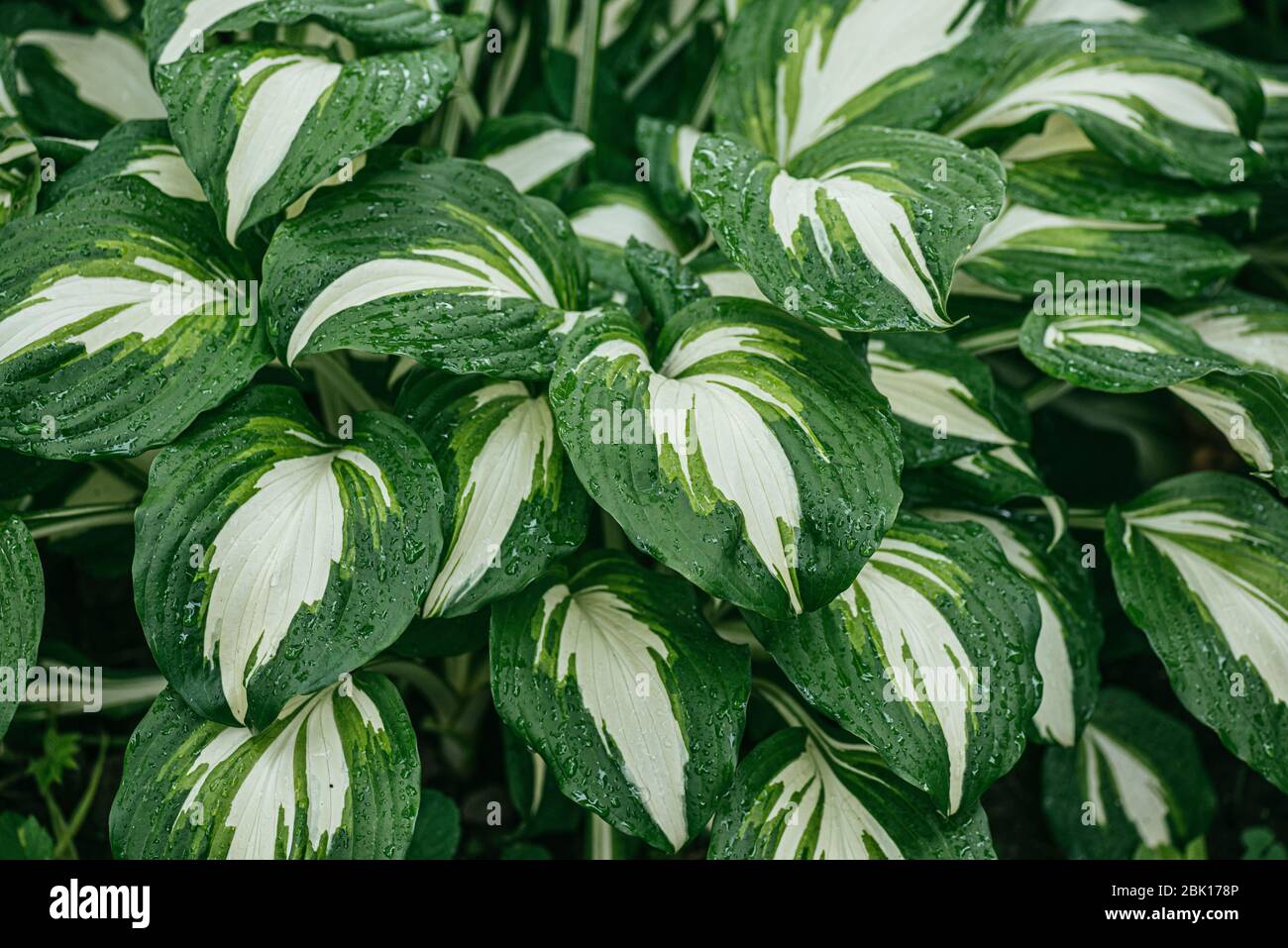 Beautiful green-white striped leaves of Hosta plant. Selective focus macro shot with shallow DOF Stock Photo