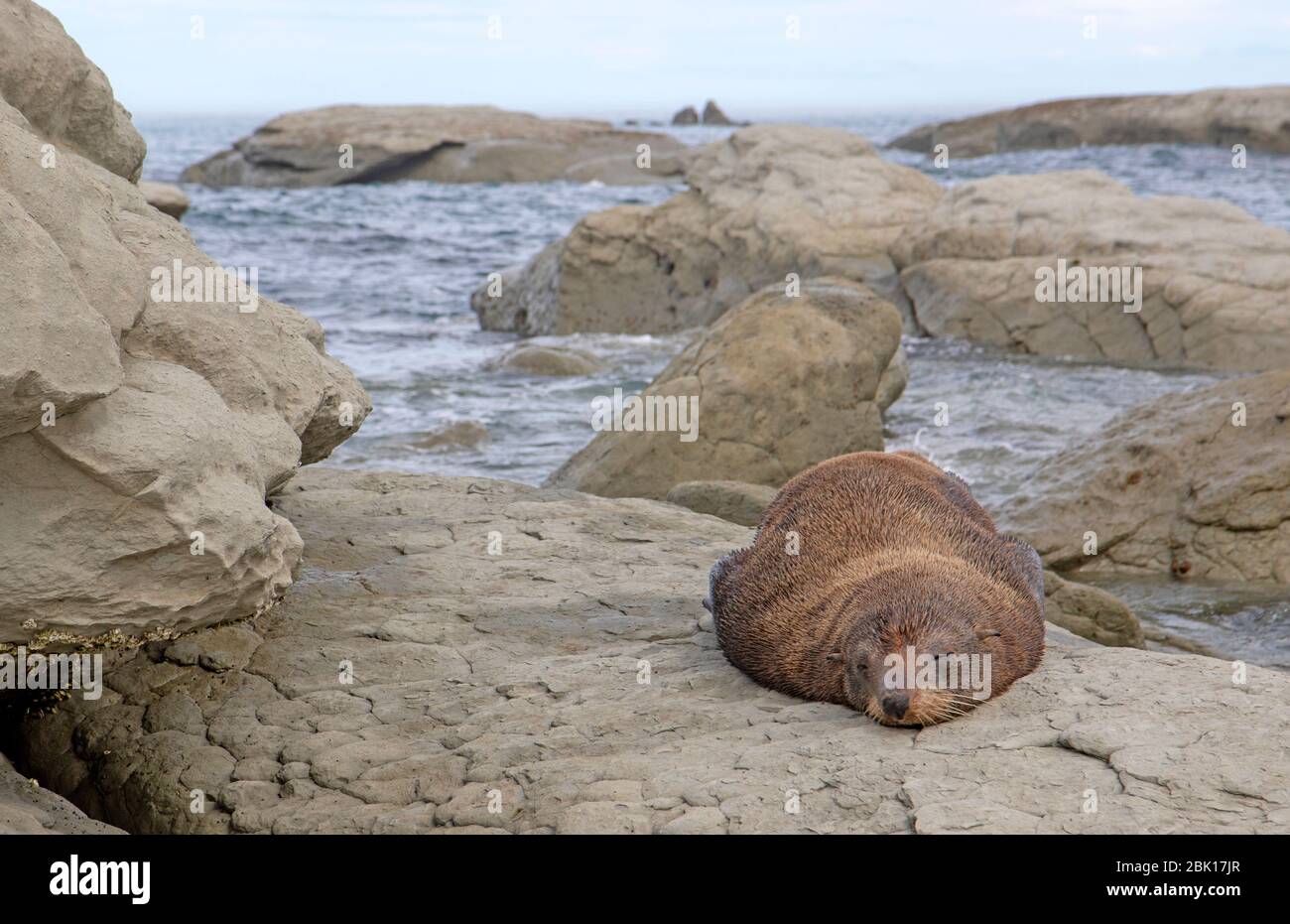 New Zealand fur seal at Point Kean Stock Photo