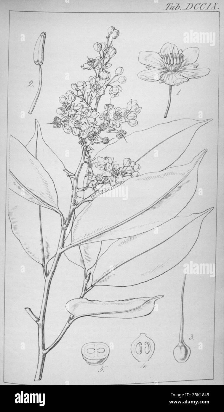 Hostmannia elvasioides Hookers Icones Plantarum 709. Stock Photo
