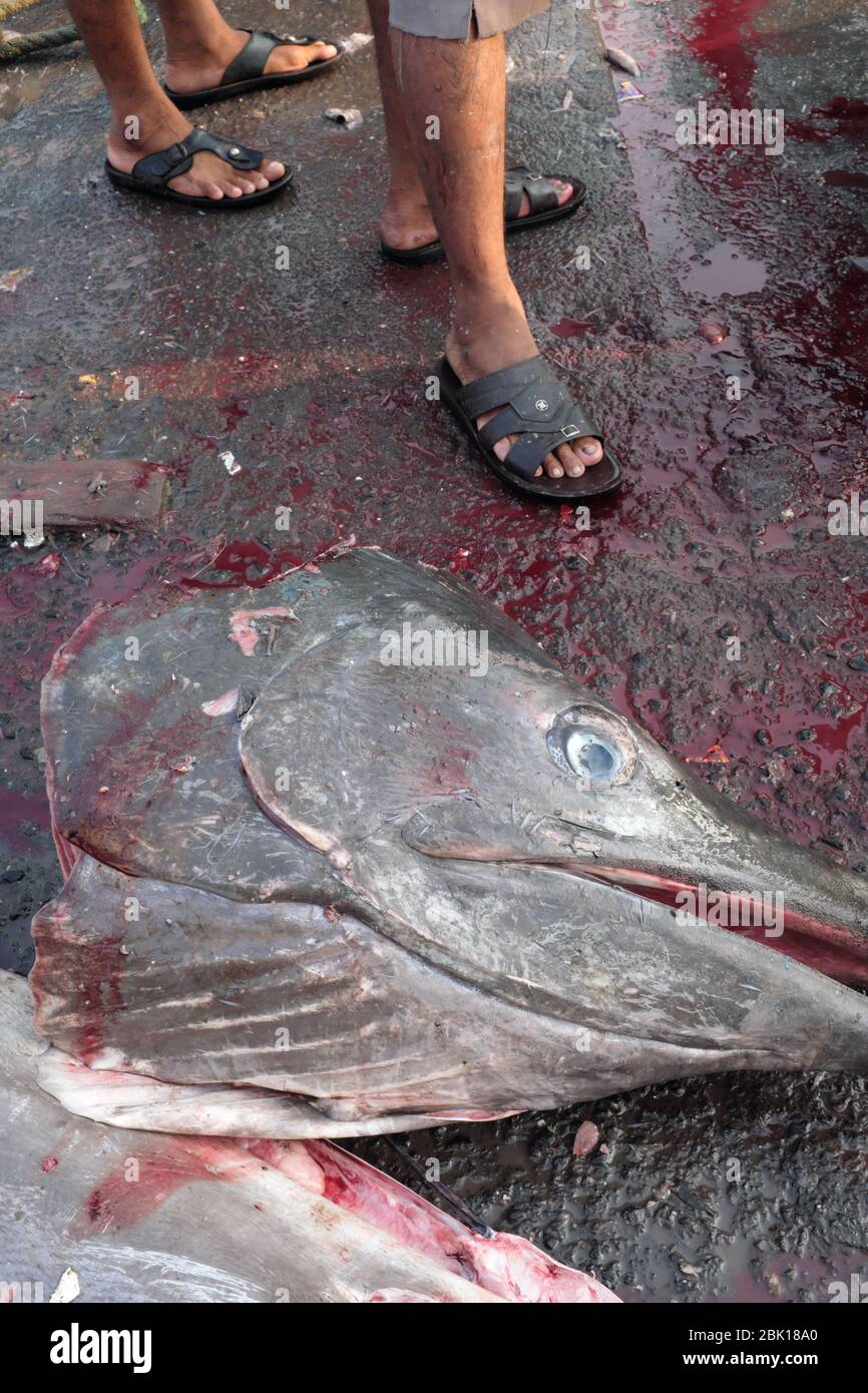 At Sassoon Docks, a fishing harbor in Colaba area, Mumbai, the head of a large sailfish (Taad Masa in local Marathi language) lies on the pier Stock Photo