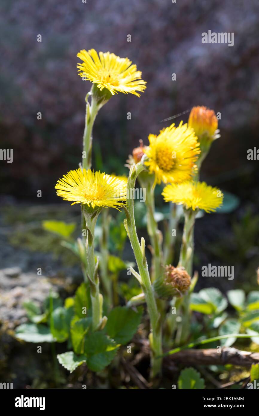 Huflattich, Tussilago farfara, Coltsfoot, Pas d´âne, Tussilage Stock Photo