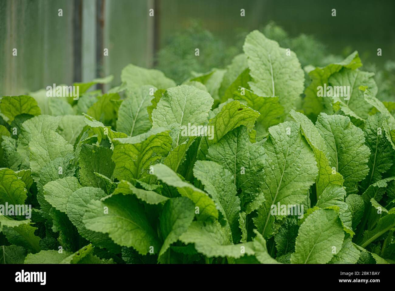 Green leaves of radish in a greenhouse. The concept of gardening and homestead farming on your site. Selective focus macro shot with shallow DOF Stock Photo