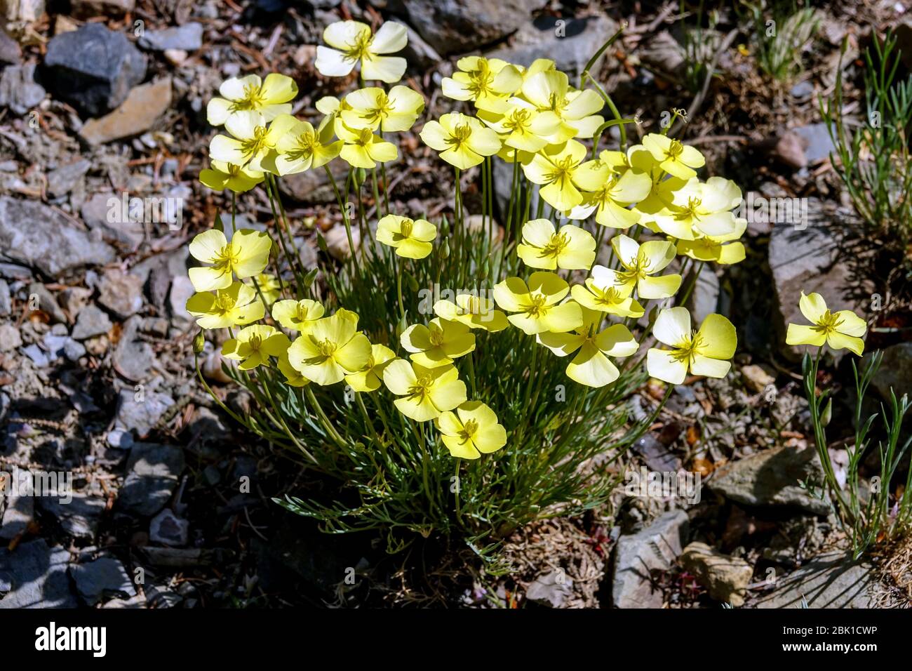 Eschscholzia, Collarless California Poppy Eschscholzia caespitosa 'Sundew' lemon-yellow flowers Stock Photo