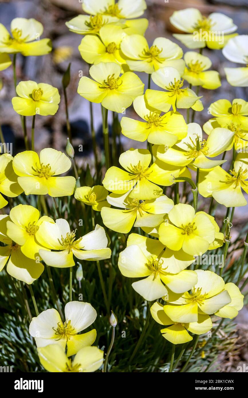 Collarless California Poppy Eschscholzia caespitosa 'Sundew' Stock Photo