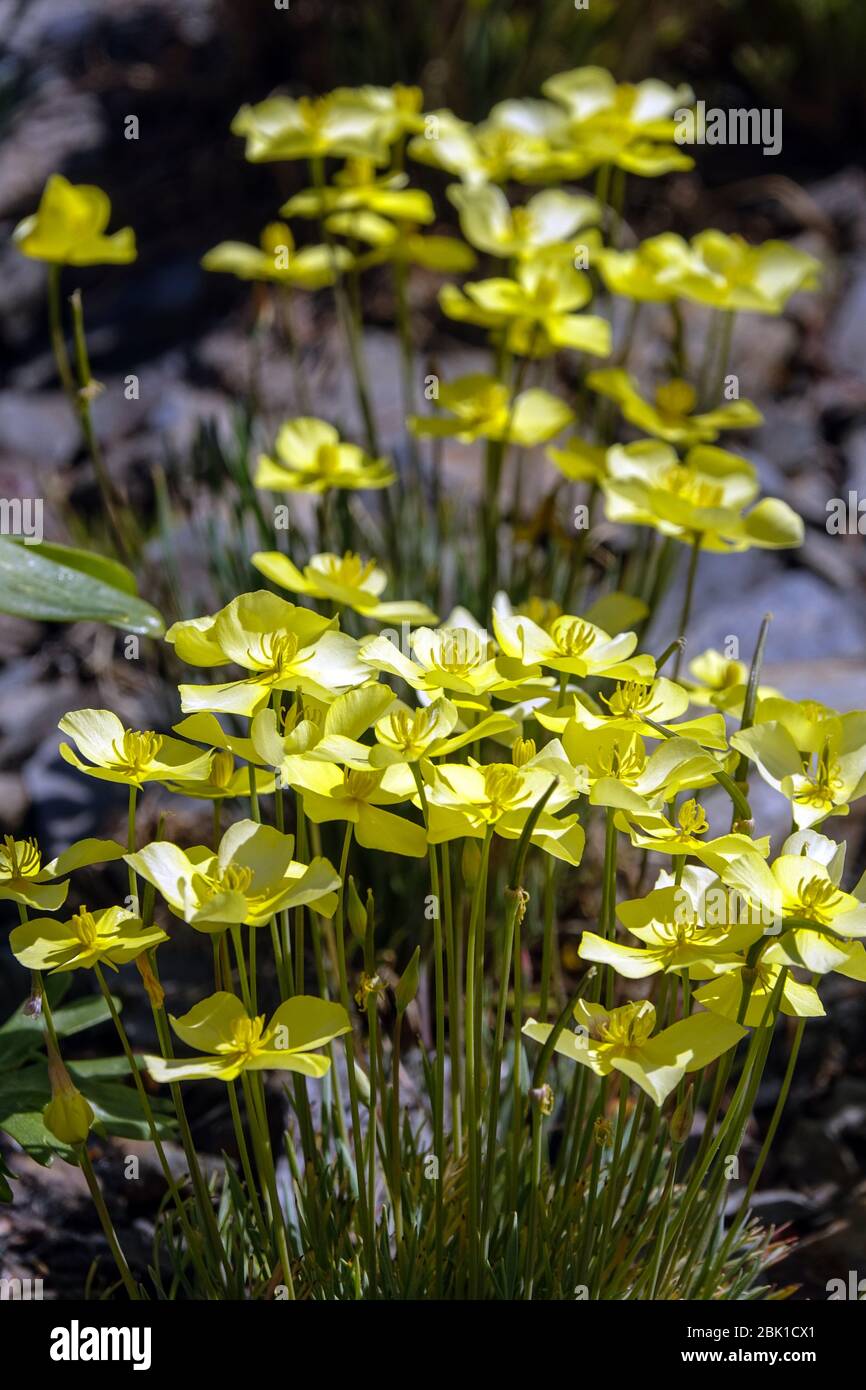Collarless California Poppy Eschscholzia caespitosa 'Sundew' Stock Photo