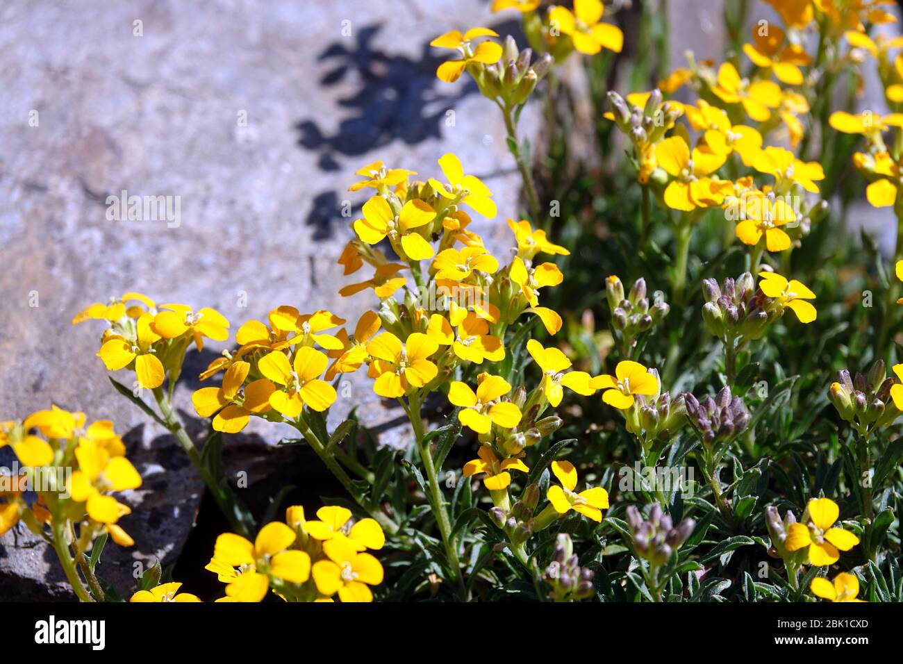 Wallflower Erysimum pulchellum 'Altgold' Stock Photo