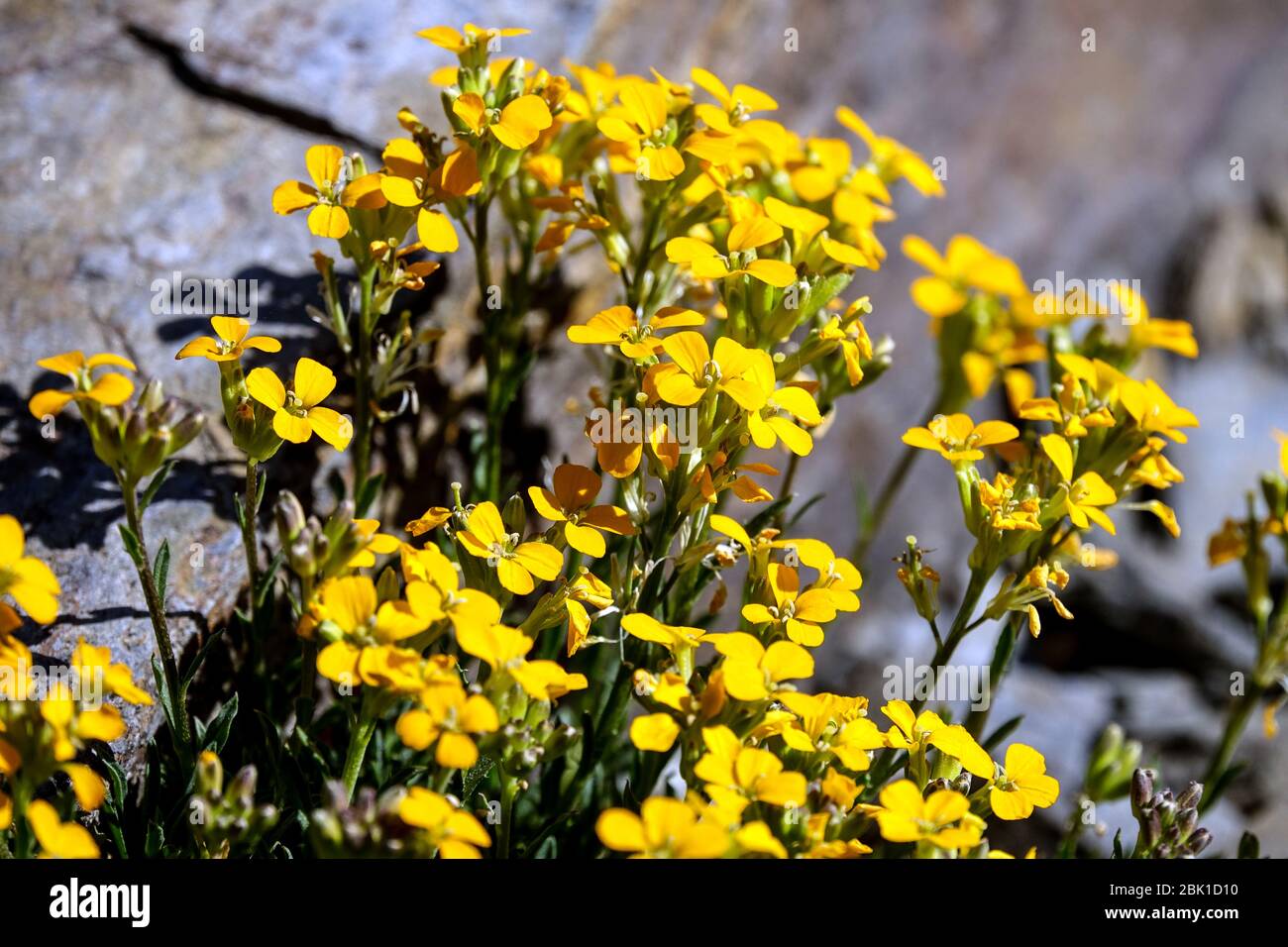 Wallflower Erysimum pulchellum 'Altgold' Stock Photo