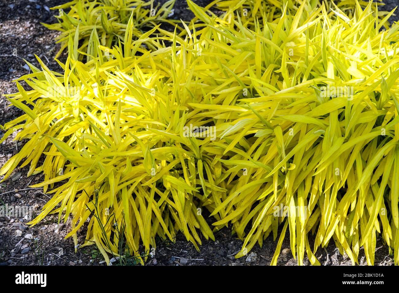 Solidago 'Hiddigeigei' yellow foliage young spring plants Stock Photo