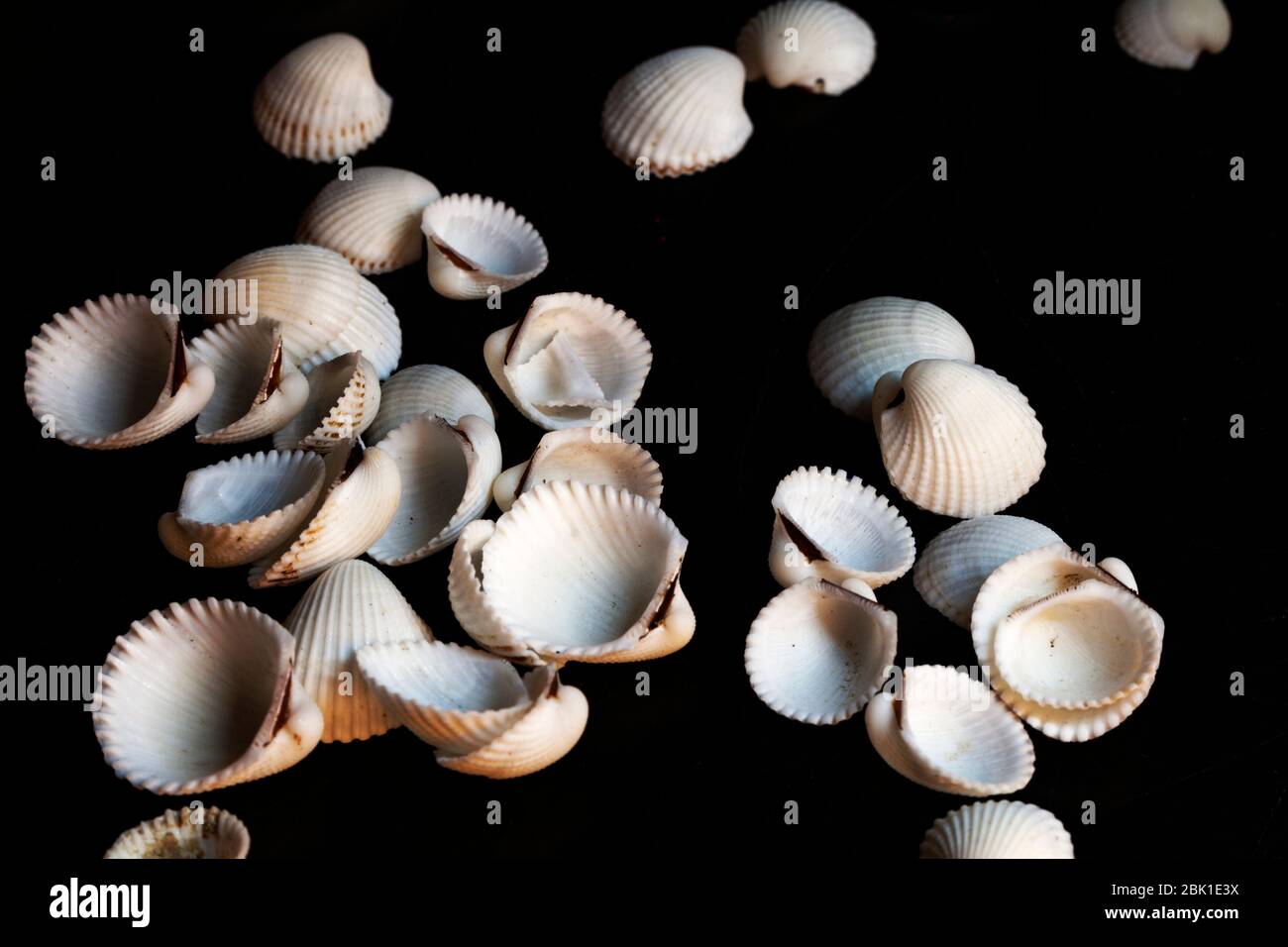 many seashells on black background Stock Photo