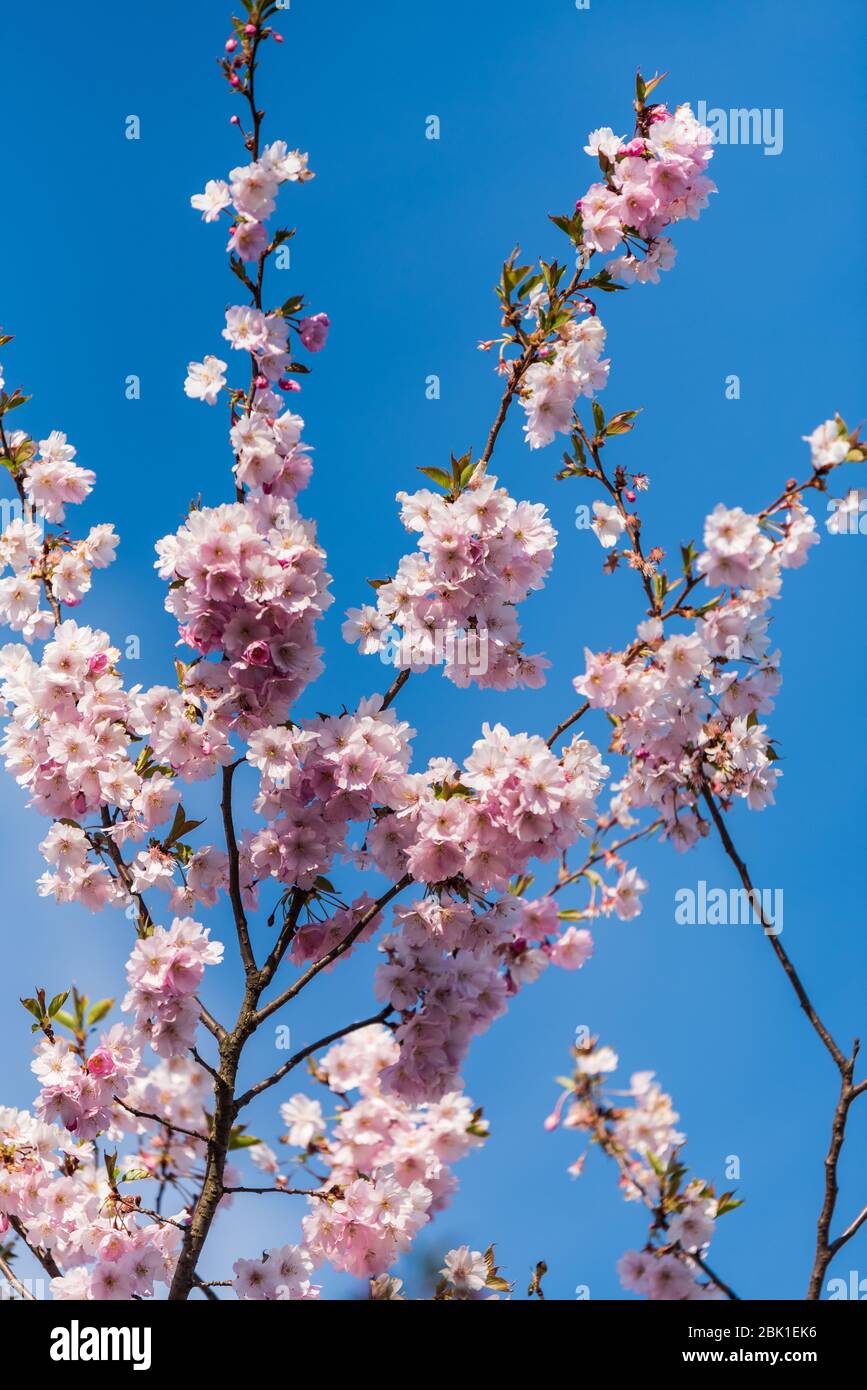 sakura cherry tree pink flowers bloom in spring and delight people with ...