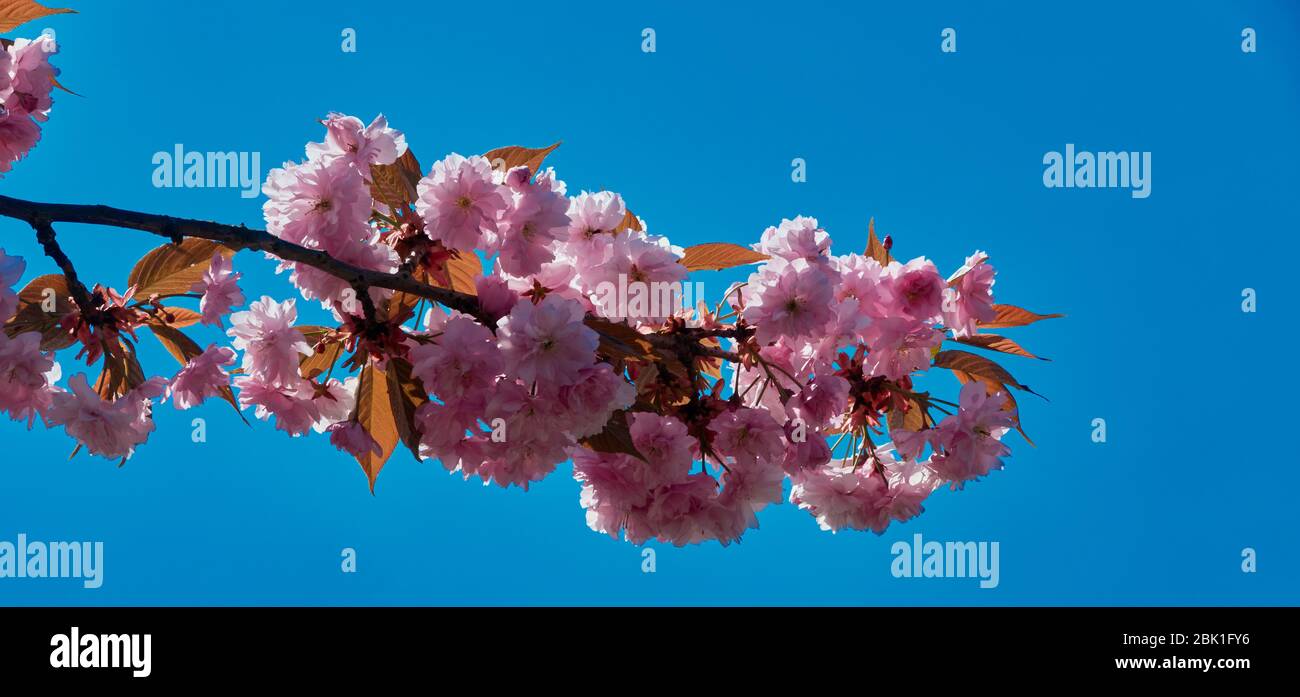 Branch of a cherry tree with pink flowers, horizontally aligned Stock ...