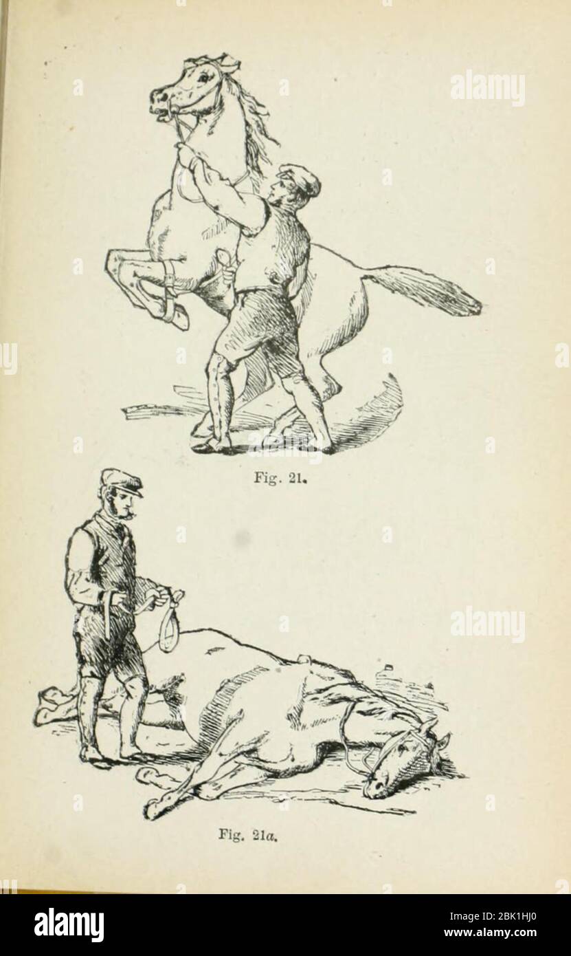 How to judge a horse Stock Photo Alamy