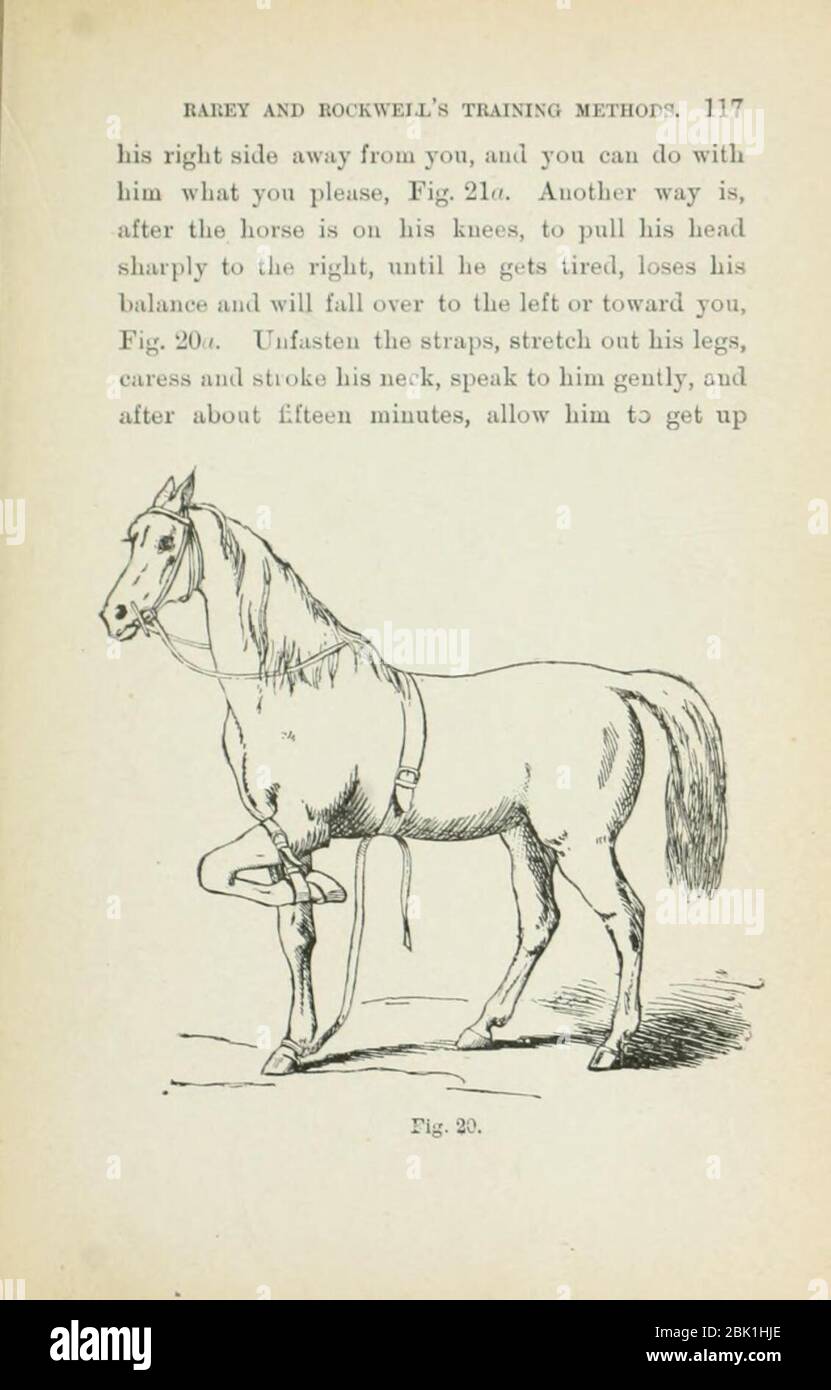 How to judge a horse Stock Photo Alamy