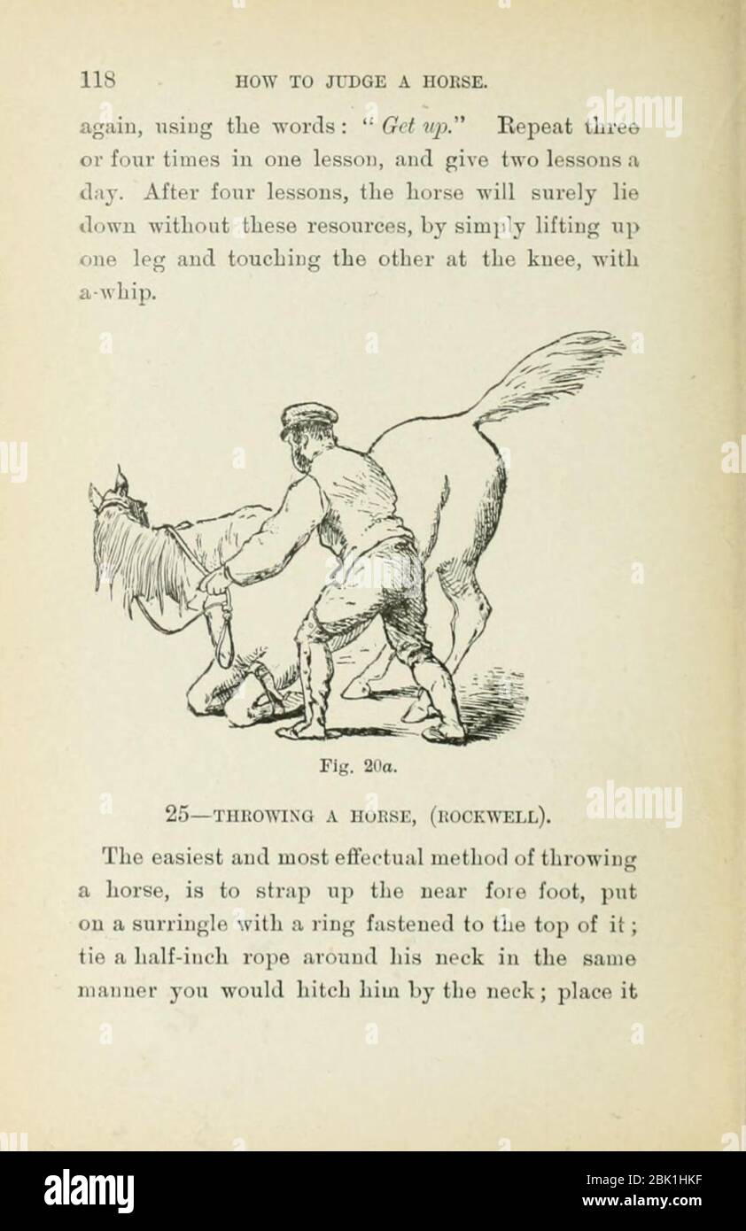 How to judge a horse Stock Photo Alamy