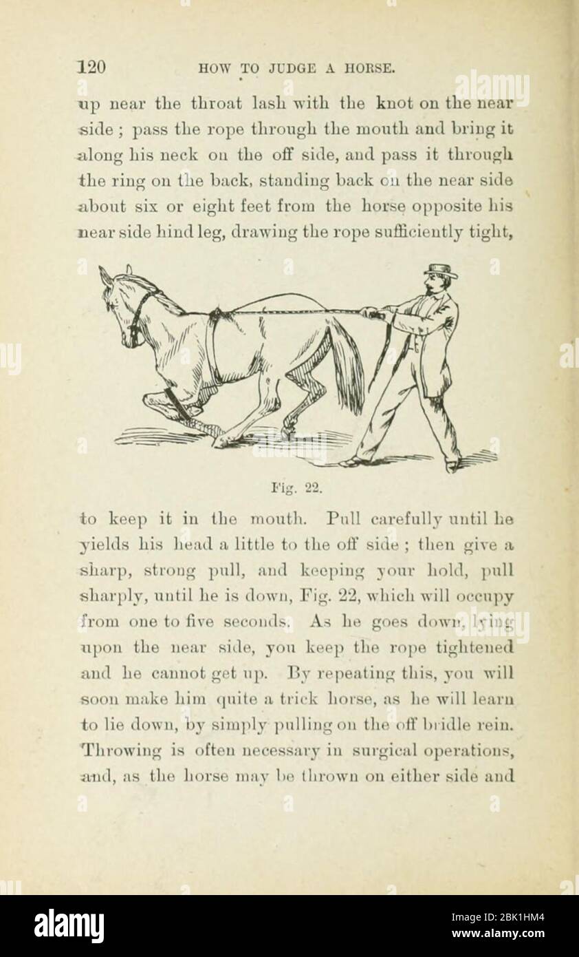 How to judge a horse Stock Photo Alamy