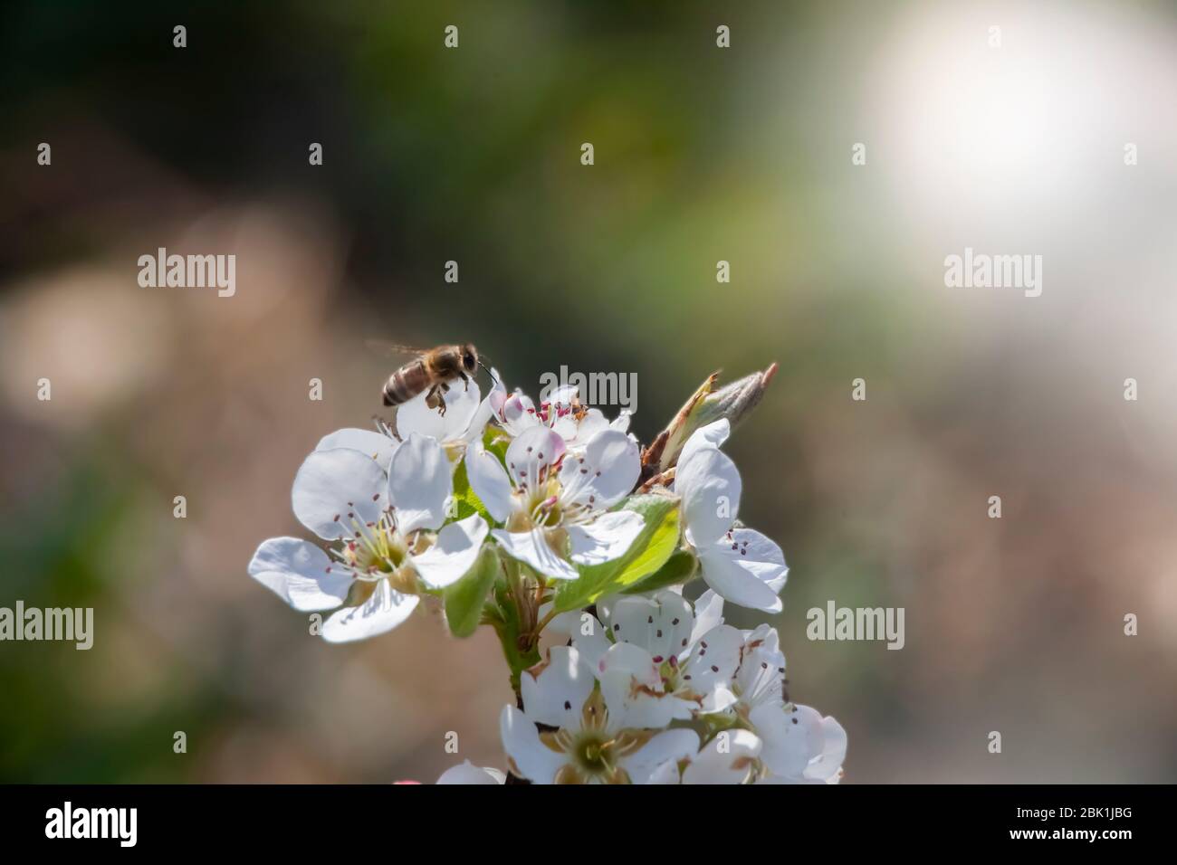 A Bee with Full Honey Bags on His Feet During the Flight Over the Pear Flower Stock Photo
