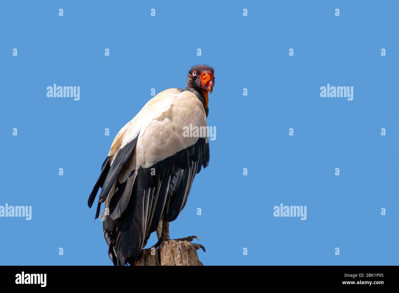 King vulture with scientific name of Sarcoramphus papa perched on a tree  branch against a blue sky Stock Photo - Alamy