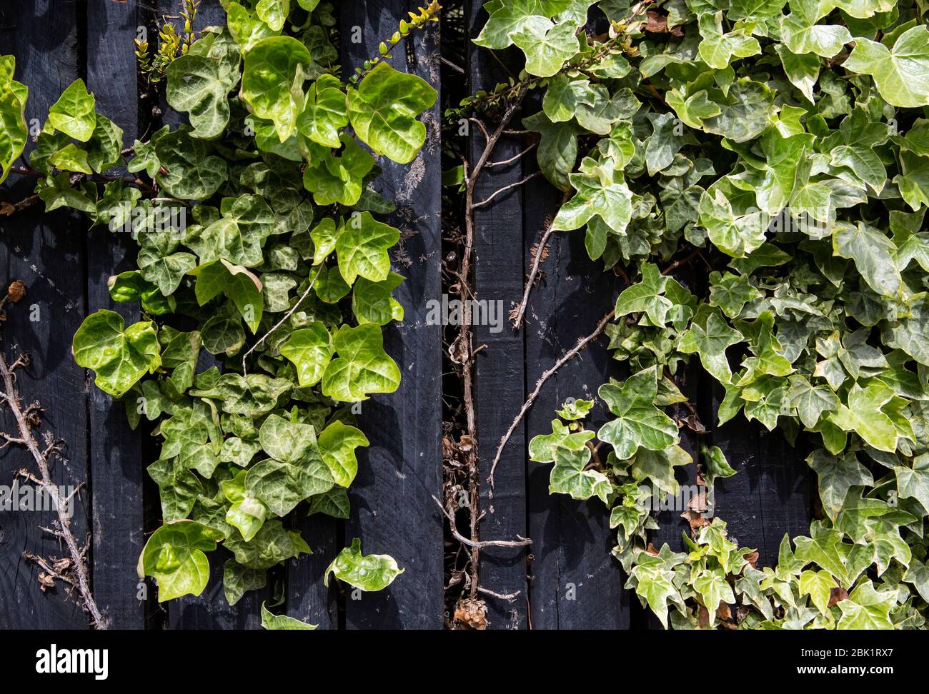 Ivy climbing up a black fence Stock Photo