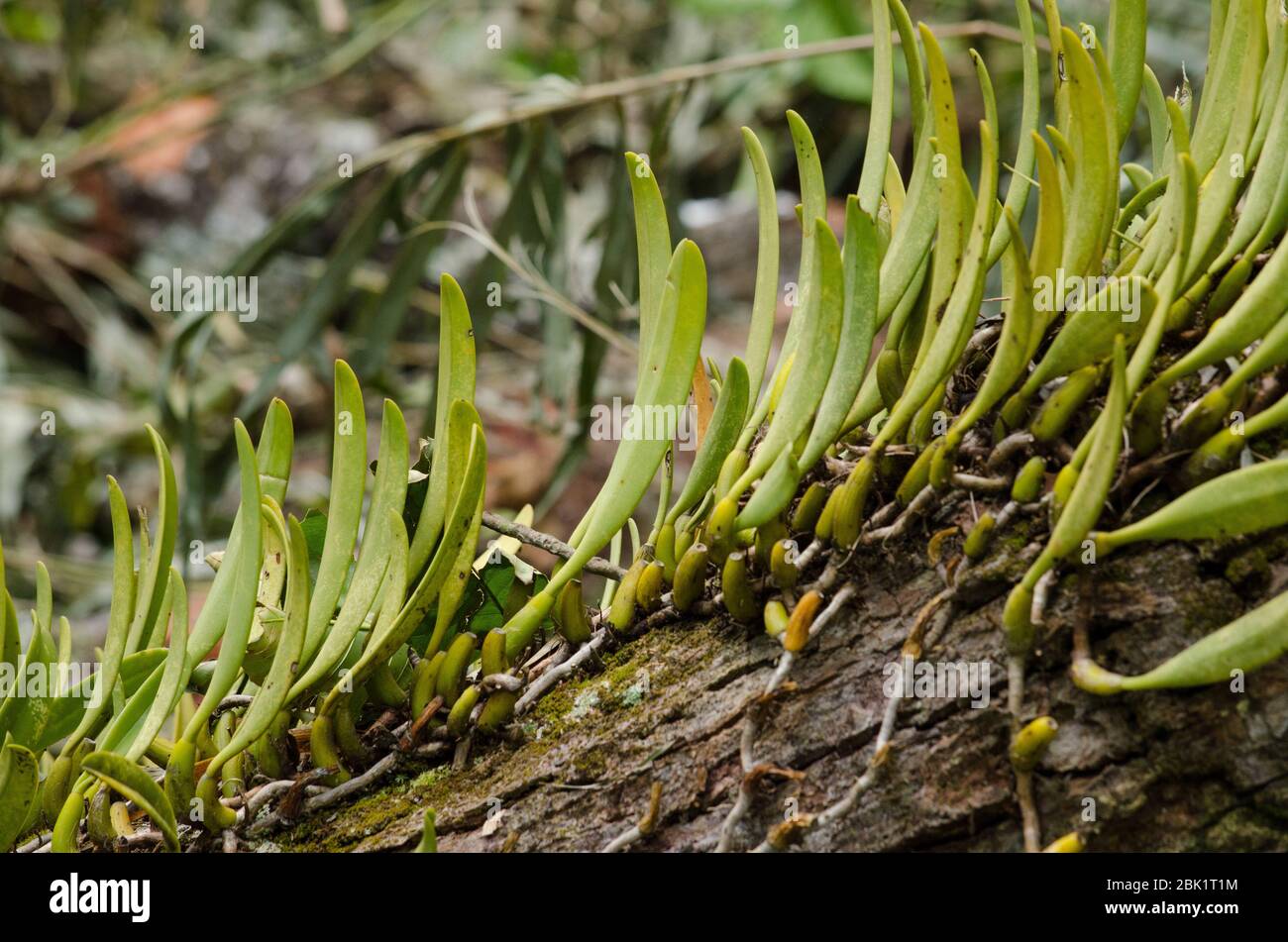 Hot variegata hires stock photography and images Alamy