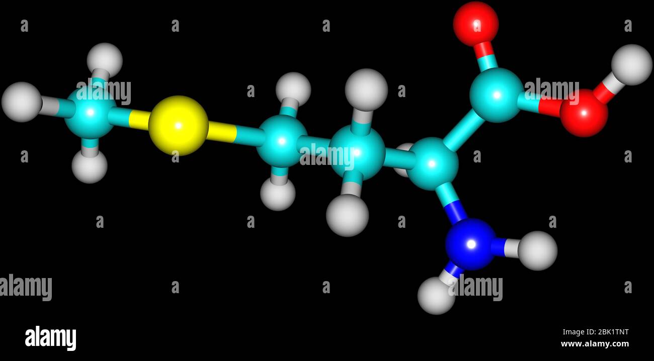 A model of a molecule of methionine, an essential amino acid. Amino