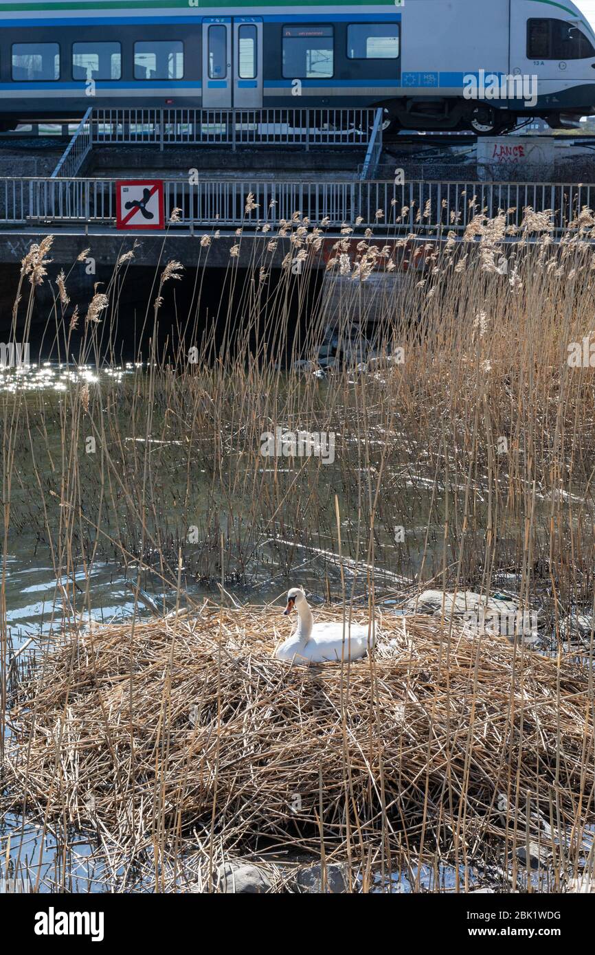 City mute swan nesting undisturbed by passing commuter train in Helsinki, Finland Stock Photo