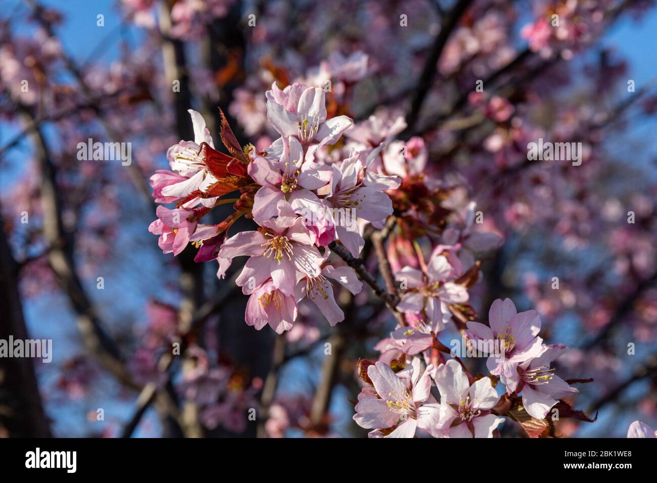 Authentic pink cherry blossoms against blue sky Stock Photo