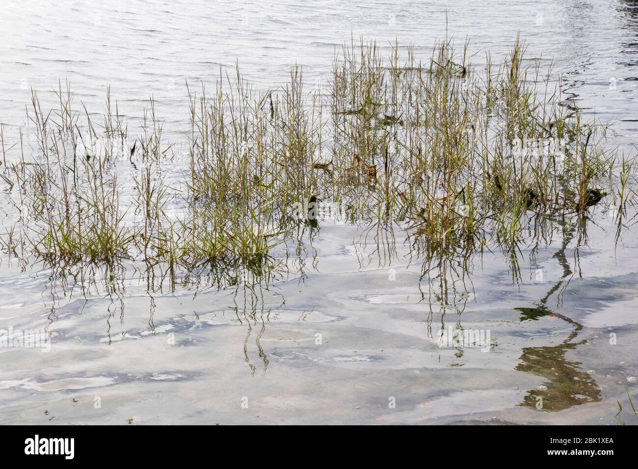 Reflections of weeds in water Stock Photo - Alamy