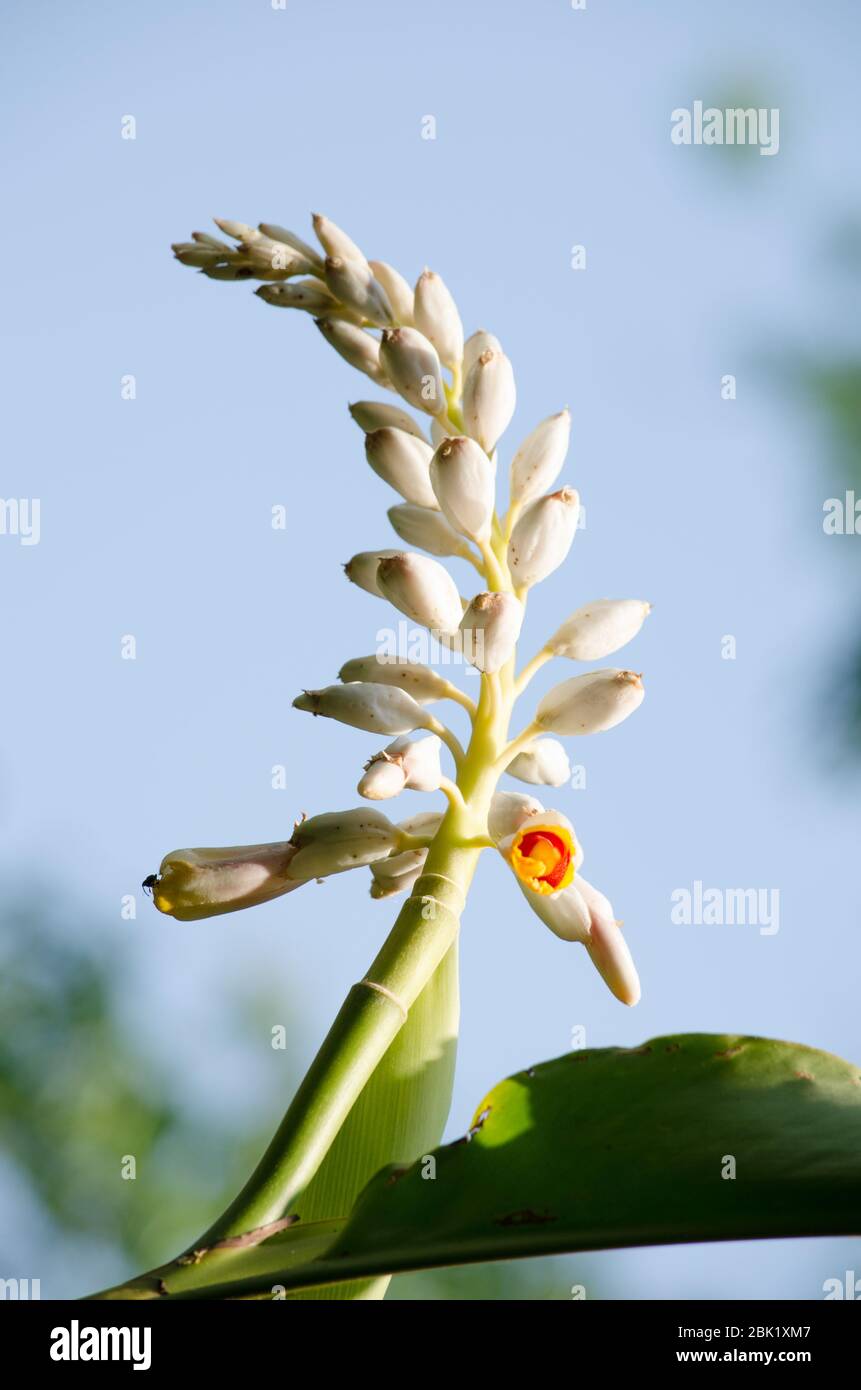 Alpinia is a genus of flowering plants in the ginger family, Zingiberaceae. It is named for Prospero Alpini, Species are native to Asia, Australia, an Stock Photo