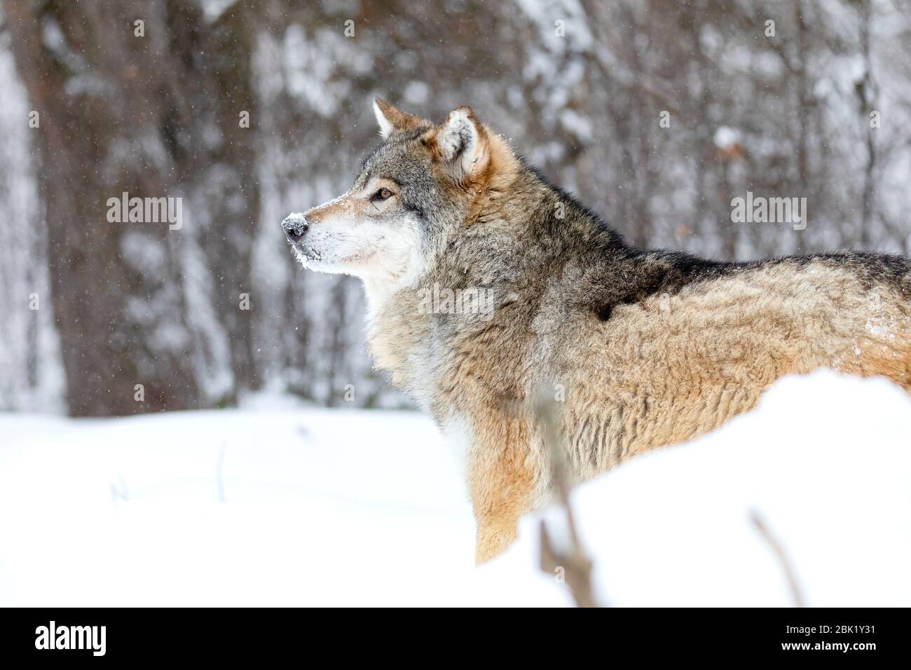 Close-up of focused alpha male wolf in the snow in beautiful winter forest Stock Photo