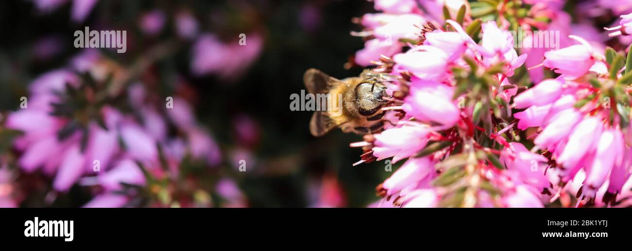 Pink Erica Carnea flowers (Winter Hit) and a working bee in a spring garden Stock Photo