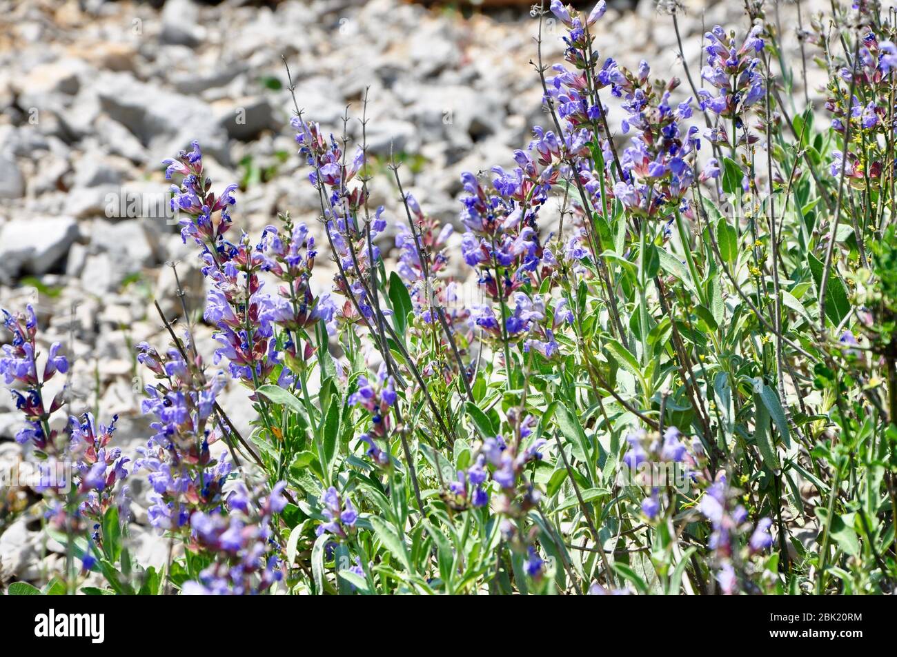 Salvia plant in blooming time with aromatic leves in the field. Blooming sage on the Croatian slopes. Stock Photo