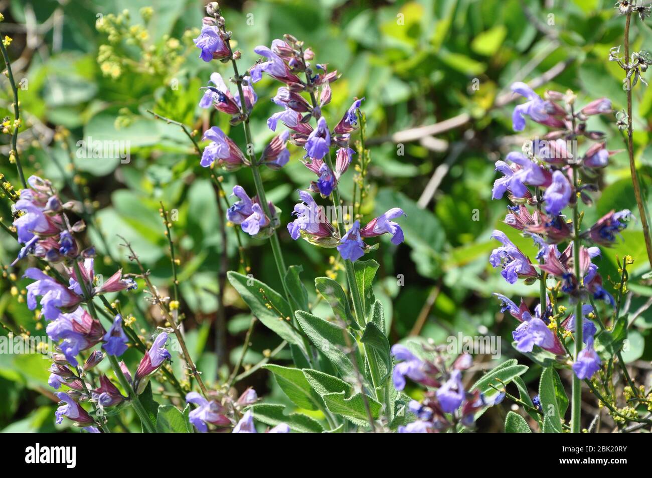 Salvia plant in blooming time with aromatic leves in the field. Blooming sage on the Croatian slopes. Stock Photo