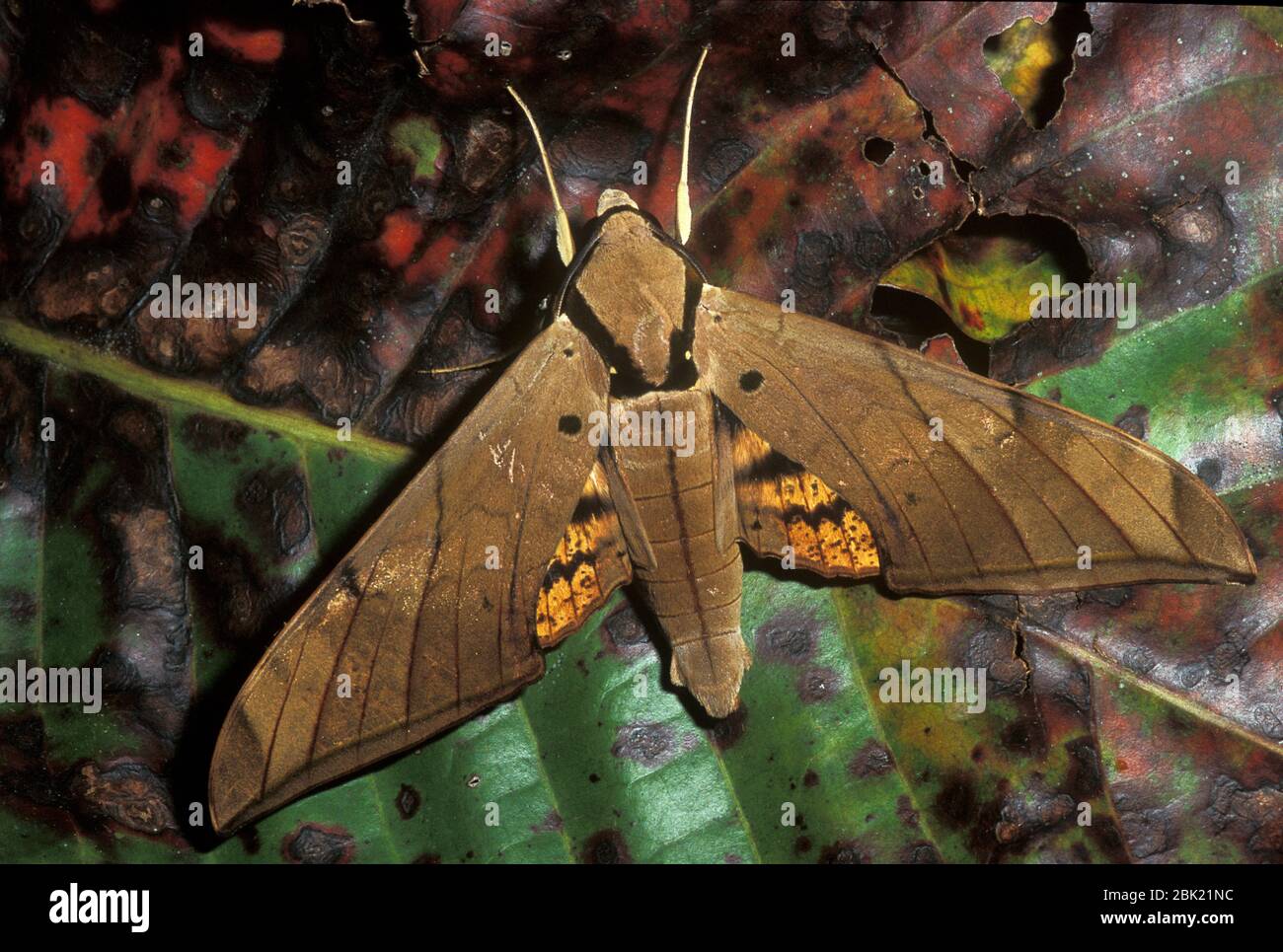 Hawk Moth, Oxyambulyx pryeri, Male, Mt Kinabalu, Sabah, Borneo, on leaf showing orange underwings, Stock Photo