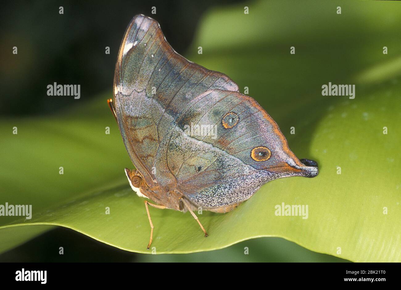 Protogoniomorpha parhassus hires stock photography and images Alamy