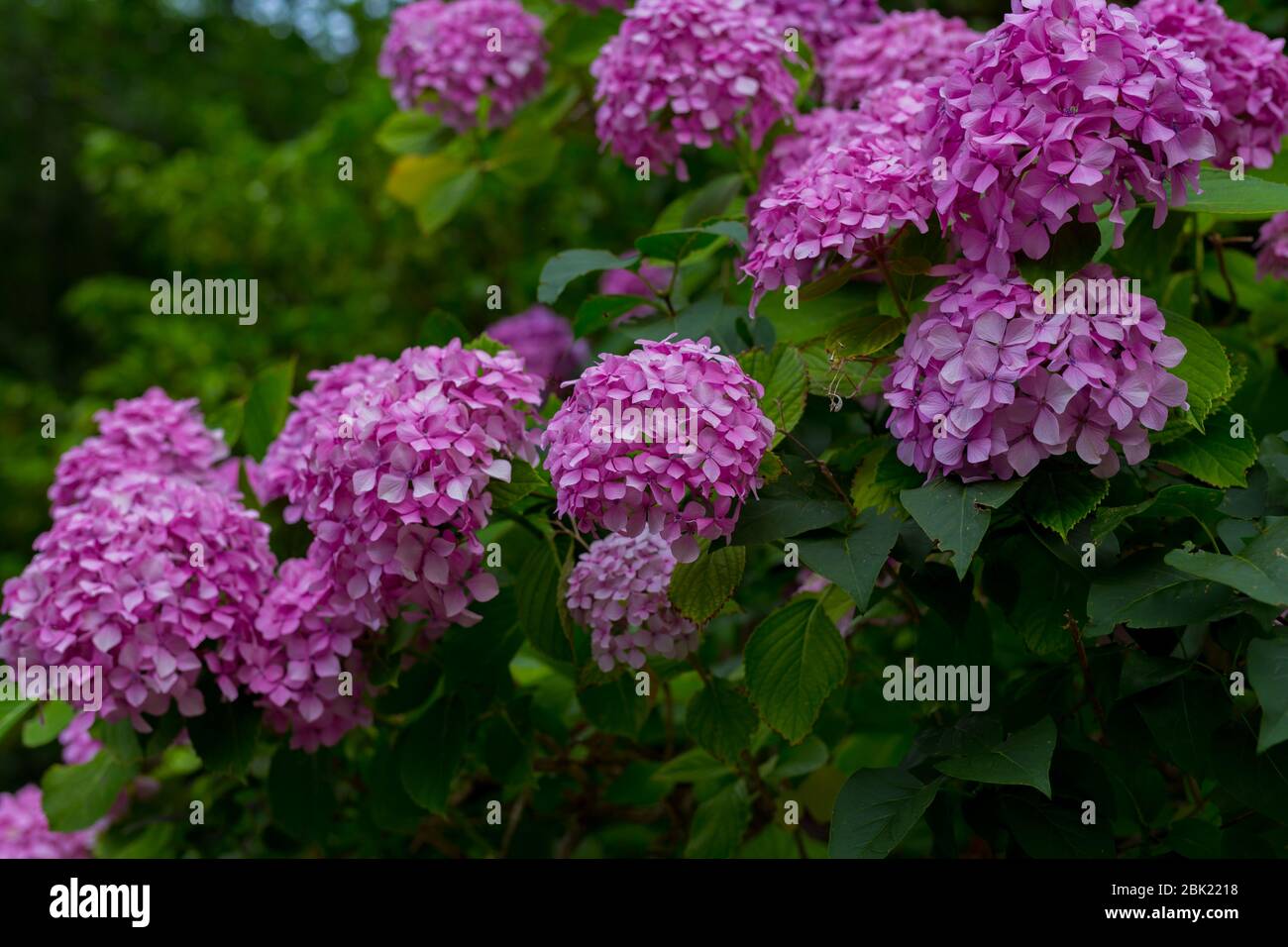 Close-up of blooming violet, purple hydrangea Hydrangea macrophylla in a garden. Hydrangea bush. Floral background. Many fresh blossom, spring flowers Stock Photo