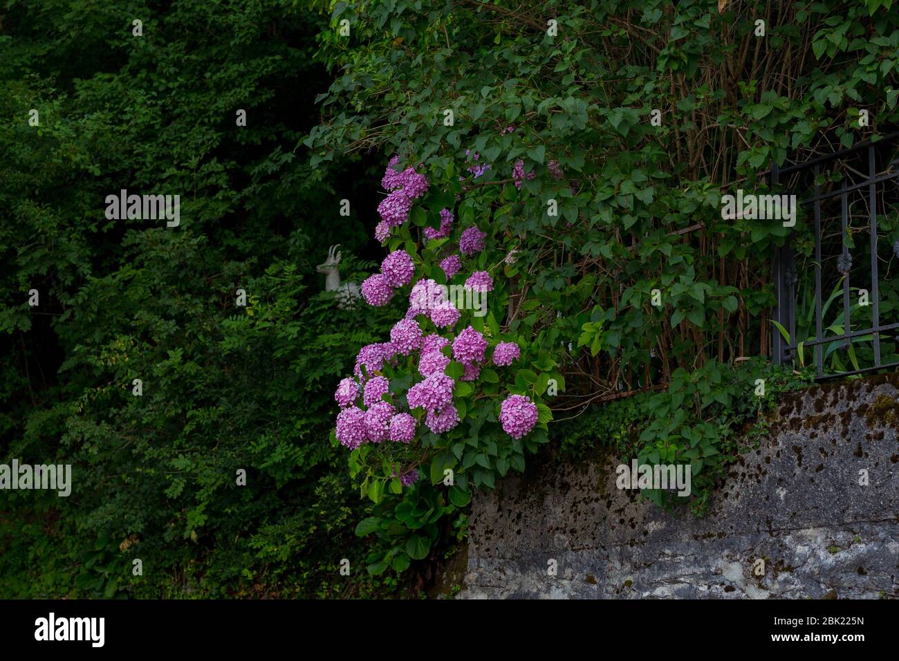Blooming violet, purple hydrangea Hydrangea macrophylla in a garden. Hydrangea bush. Floral background. Many fresh blossom, spring flowers.Selective Stock Photo