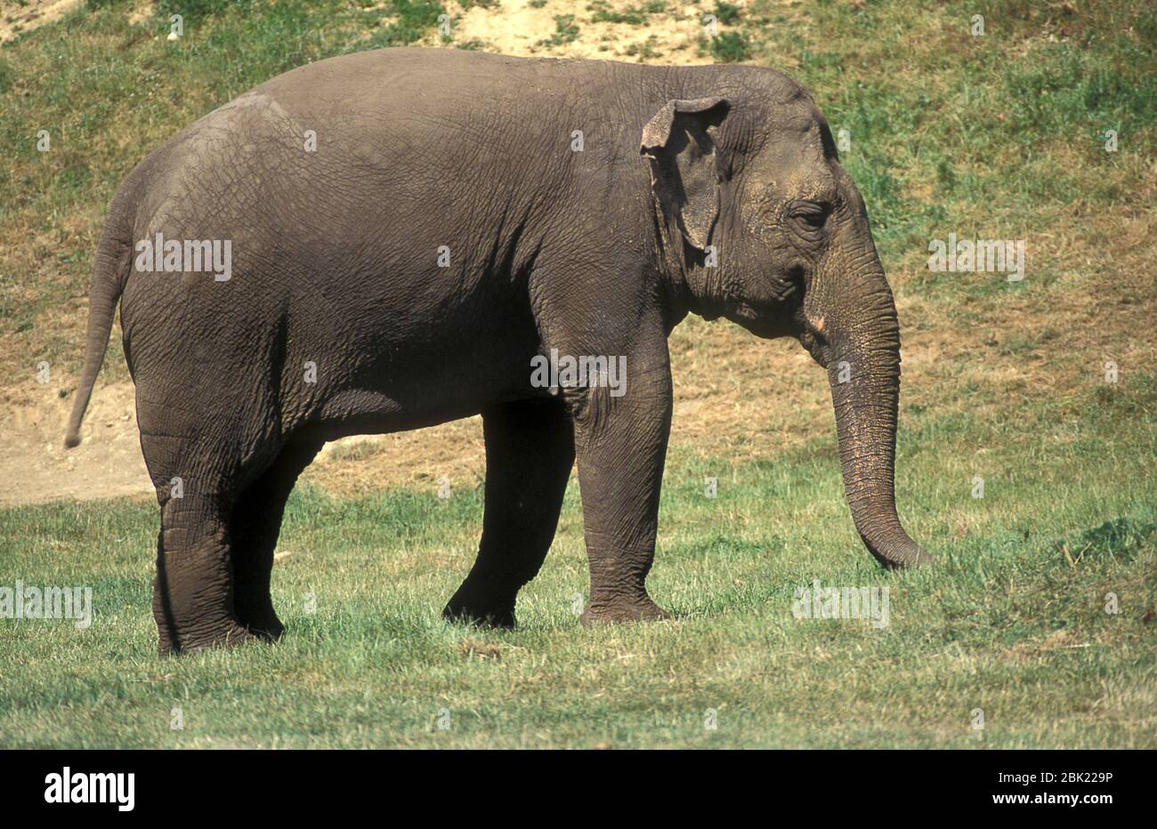 Indian Elephant, Elephas maximus indicus, captive, Stock Photo