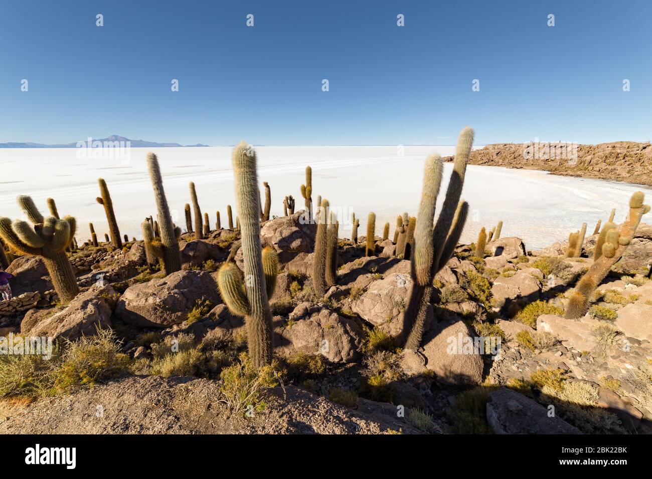 Incahuasi island (Cactus Island) located on Salar de Uyuni, the world's largest salt flat area, in Bolivia Stock Photo